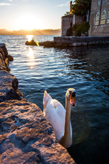 White swan on the lake at sunset