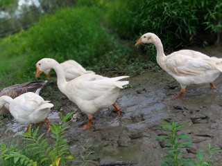geese on the grass