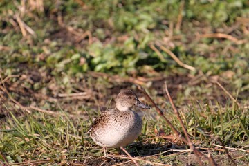 Common Teal (Anas crecca) in Japan　コガモ