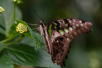 Graphium agamemnon the tailed jay green and black tropical butterfly