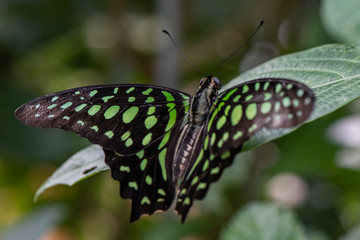 Graphium agamemnon the tailed jay green and black tropical butterfly