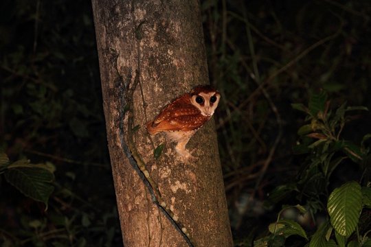 Oriental Bay Owl (Phodilus badius) in Borneo, Malaysia - ニセメンフクロウ