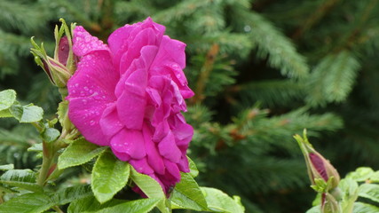 An beautiful flower.