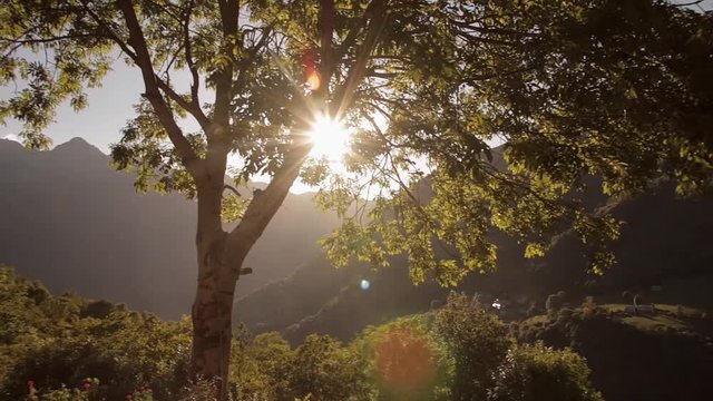 Vent et soleil lumineux a travers les feuilles d'un arbre, au coeur des montagnes des pyr&eacute;n&eacute;es.