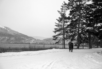 winter, snow, forest, tree, cold, landscape, trees, nature, frost, white, snowy, season, road, mountain, sky, park, ice, pine, frozen, christmas, woods, wood, ski, outdoor, skiing