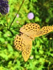 butterfly on flower