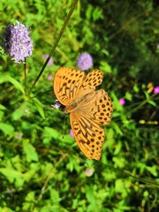 butterfly on flower