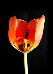 Tulpe, verwelkt, schwarzer hintergrund