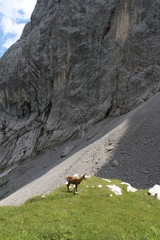 Fototapeta na wymiar Wilde Gämse in den Alpen 
