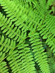 green fern leaves