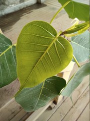 close up of green leaves