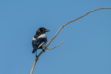 Close up of hooded crow (Corvus cornix) searching for food