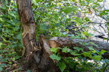Beaver damaged tree in Canadian wilderness