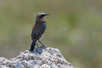 Close up of a Northern wheatear (Oenanthe oenanthe) in the field