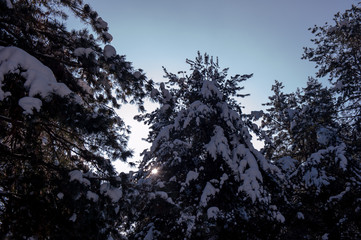 The beautiful snow caped tree in the mountain.