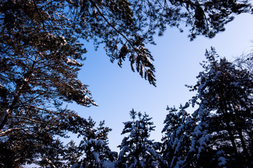 The beautiful snow caped tree in the mountain.