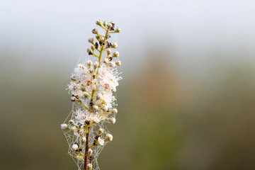 Small white flowers covered with cobwebs and early morning dew along Spruce Bog Trail in Algonquin Provincial Park
