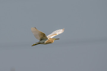 Black-crowned night heron (Nycticorax nycticorax) in flight