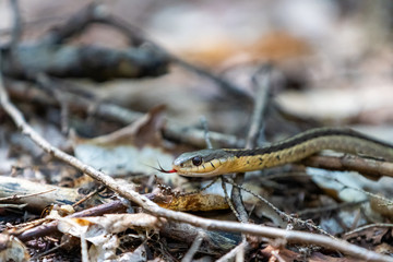 Eastern Garter Snake crawling on forest floor leaflitter with tongue showing close up