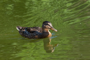 Close up of a Mallard Duck, Anas platyrhynchos.