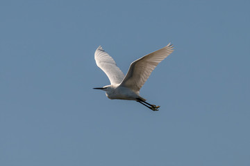 Little white Egret, Egretta garzetta, bird in flight