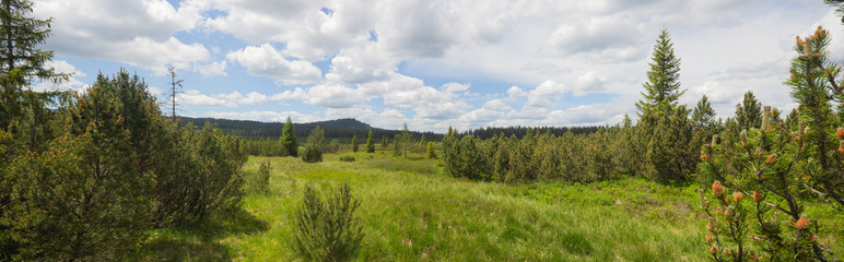 Wide View of spruce trees in the Jezerni Slat moorland in the Sumava Nature Park, in the Czech Republic