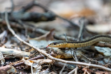 Eastern Garter Snake next to hiking trail crawling in leaflitter with tongue showing