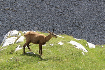 Wilde Gämse in den Alpen 