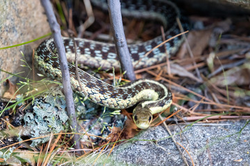 Eastern Garter Snake basking on rocky outcrop
