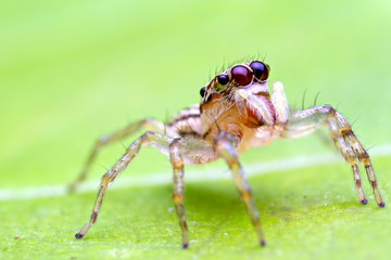 macro image of jumping spider. macro mode close up shot animal and insect.