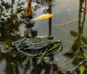 Wasserfrosch in Teich