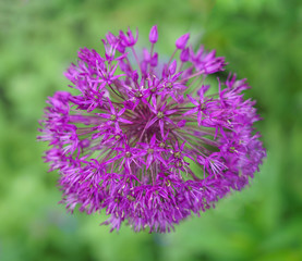 Purple allium flower in blossom, close up, green blurred background.