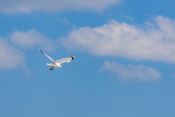 Fototapeta na wymiar White sea gull fly above the sea