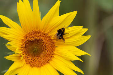 Close up of bee collecting nectar in a sunflower