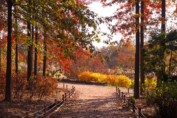 Beautiful red and yellow autumn color forest in the garden.