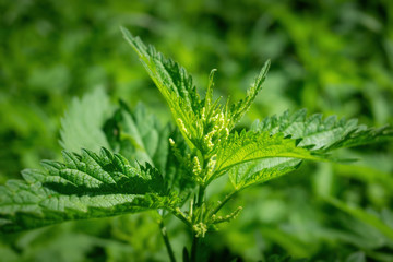 green stinging nettle