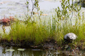 Painted turtle basking on small grassy island in Canadian lake