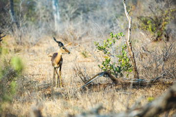 Gorgeous young Impala male, standing inbetween trees and bushes in a South African landscape. Impale looking sideways showing profile.