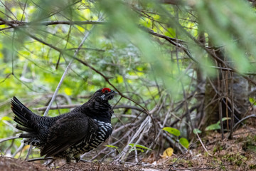 Beautiful male Spruce Grouse holding classic display pose in spruce forest undergrowth