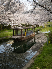 Fototapeta na wymiar 疎水沿いに咲く桜と船