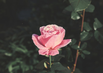 bajo mi ventana hay un hermoso jardín público.
