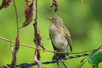 Close-up common chaffinch - small cute bird