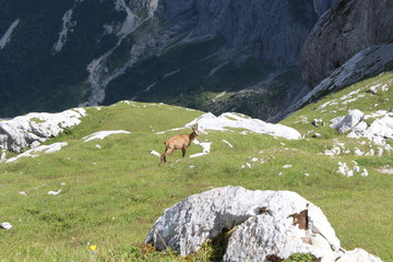 Wilde Gämse in den Alpen 