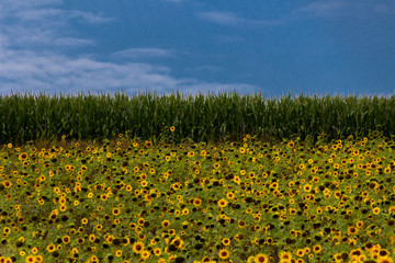 Obraz premium Sunflower field in front of a corn field with clouds in the sky