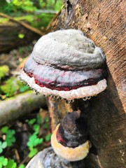 mushroom on a tree trunk
