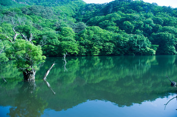 The beautiful landscape of lake side and forest at summer.