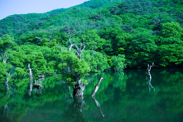 The beautiful landscape of lake side and forest at summer.
