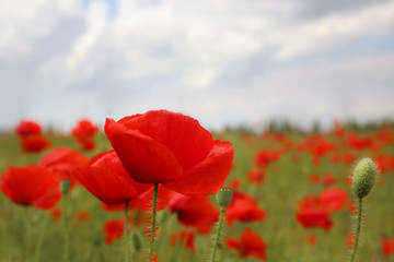 Beautiful red poppy flowers growing in field, closeup