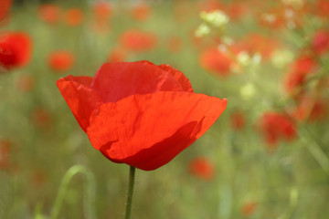 Beautiful red poppy flower growing in field, closeup