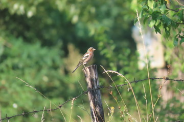 Common chaffinch (fringilla celebs) sitting on top of a fence in a sunny summer day